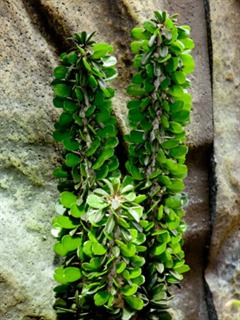 آلودیا آسندنس